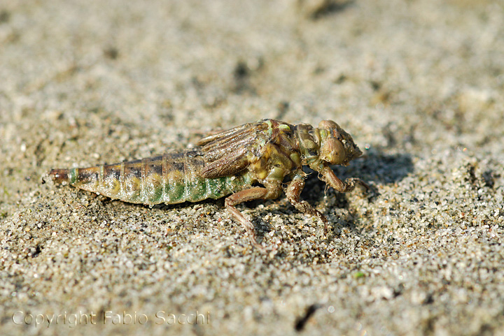 Larva pronta allo sfarfallamento Gomphus flavipes